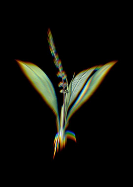 Prism Peliosanthes Teta