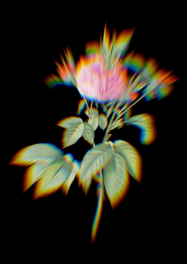 Prism Pink Agatha Rose