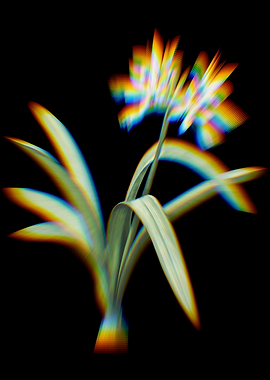 Prism Pancratium Illyricum