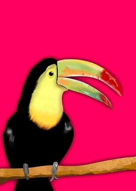 Tucan Tropical Bird