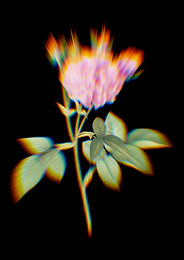 Prism Pink Agatha Rose