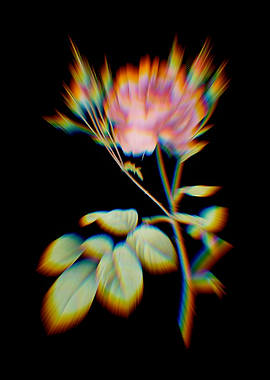 Prism Pink Cumberland Rose