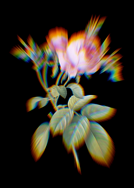 Prism Pink Cabbage Rose