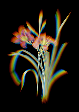 Prism Orange Day Lily