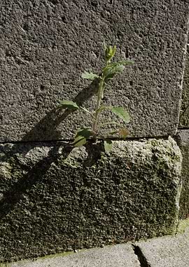 Nature in unlikely places