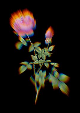 Prism Autumn China Rose