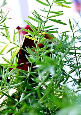 Beautiful decorative Plant