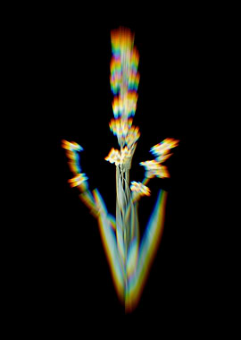 Prism Yellow Eyed Grass