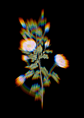 Prism Scotch Briar Rose