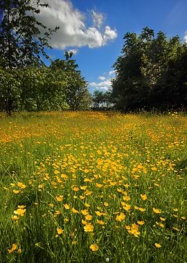 Buttercup Field