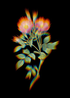 Prism Sweetbriar Rose