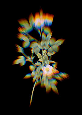 Prism Pink Pompon Rose