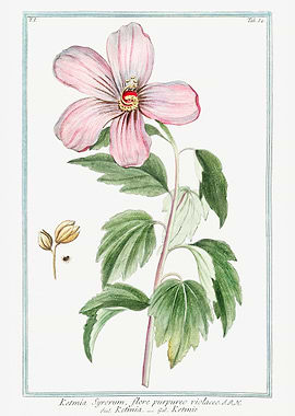 Rose of Sharon Ketmia