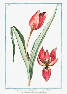Scarlet Tulip
