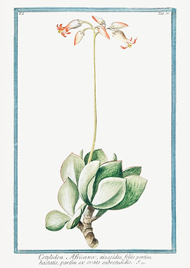 Cotyledon Africana
