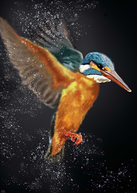 Kingfisher