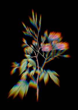 Prism Pink Noisette Roses