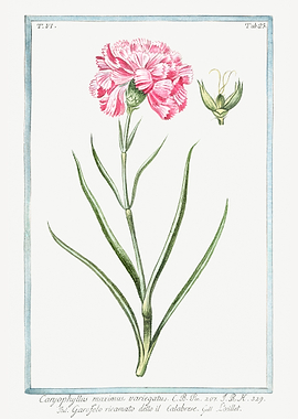 Carnation caryophyllus
