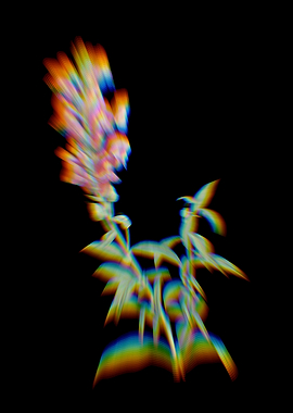 Prism Red Dragon Flowers