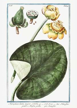 Water lillies nymphaea