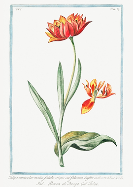 Multicolor Tulip
