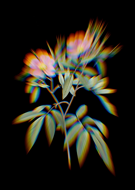 Prism Pink Swamp Roses