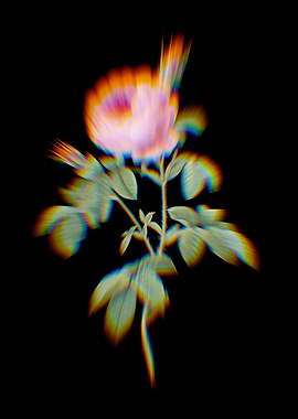 Prism Provence Rose Bloom