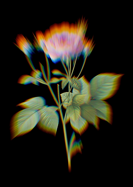 Prism Pink French Roses