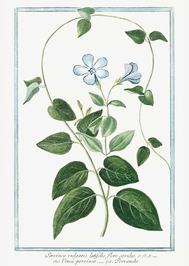 Vinca minor or Periwinkle