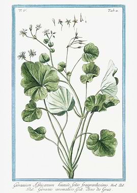 Alexanders Black Lovage