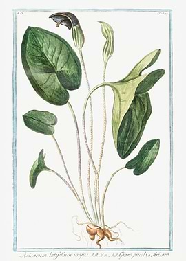 Arisarum Latifolium Majus