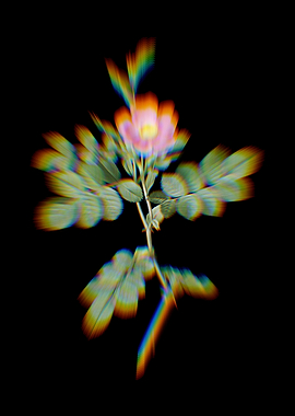 Prism Pink Sweetbriar Rose