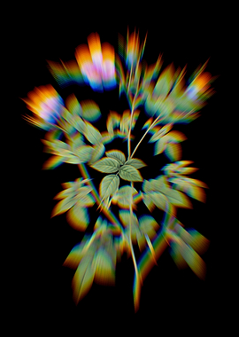 Prism Pink Flowering Rose