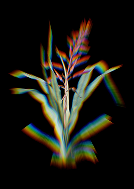 Prism Pitcairnia