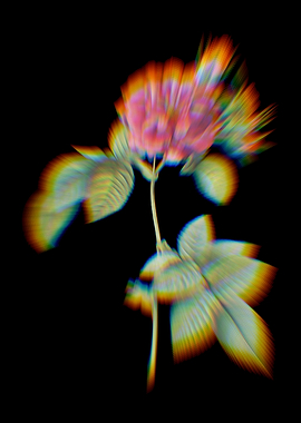 Prism Pink Francfort Rose