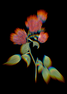 Prism Red Cabbage Rose