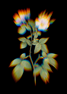 Prism Red Bramble Rose