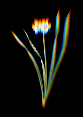 Prism Primrose Peerless