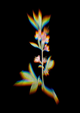 Prism Pink Flower Branch