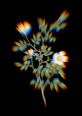 Prism Pink Hedge Rose