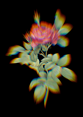 Prism Red Gallic Rose