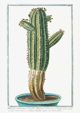 Tithymalus seu Euphorbium