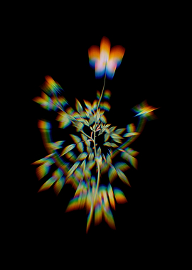 Prism Dwarf Chinese Rose