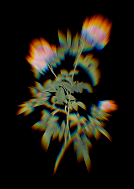 Prism Rose of the Hedges