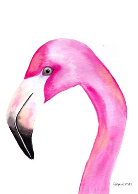 Colourful pink Flamingo