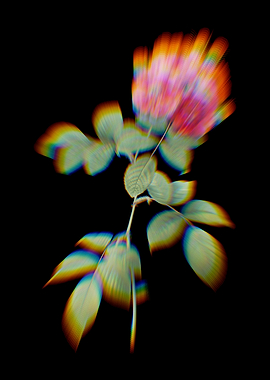 Prism Seven Sisters Roses