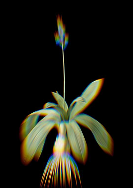 Prism Scilla Hyacinthus