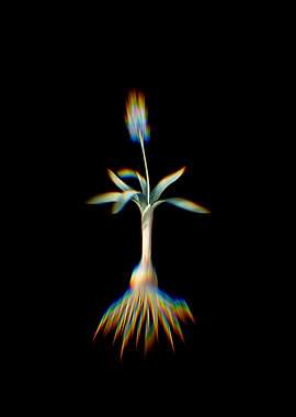 Prism Scilla Lingulata