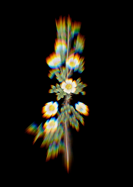 Prism Scotch Rose Bloom