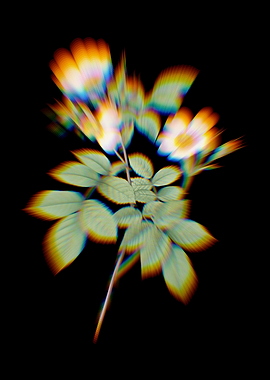 Prism Short Field Rose